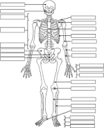 skeleton.png