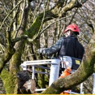bartlettiltreeservice